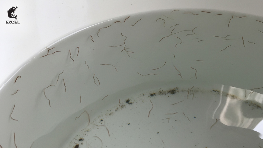 Penyebab Toren Air Ada Cacing yang Jarang Diketahui